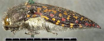 Media type: image;   Entomology 24414 Aspect: habitus lateral view